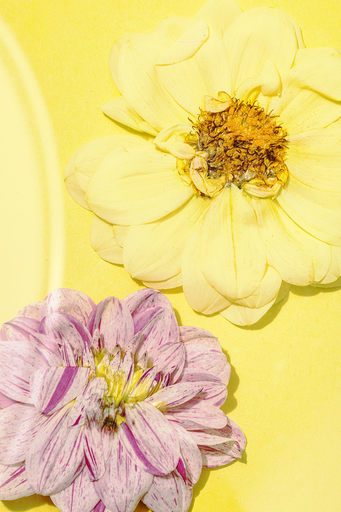 Flowers Photography, Stilllifestyling, Styling, Setting, Photography, Studiophotogaphy, Visualconcept, SocialMedia, Art Direction, Styling, Photography, www.petrakatharinakassel.com